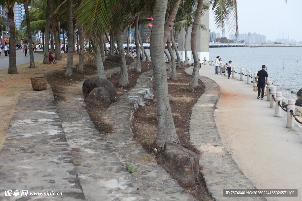 海滨椰树旁的休闲步道