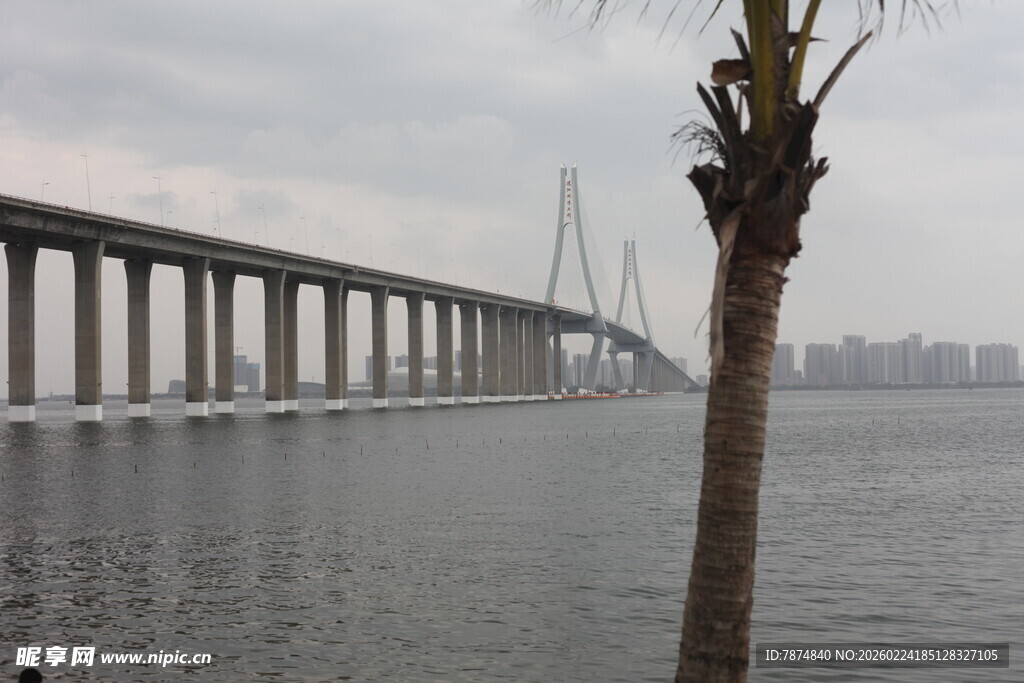 跨海大桥旁的孤独棕榈树