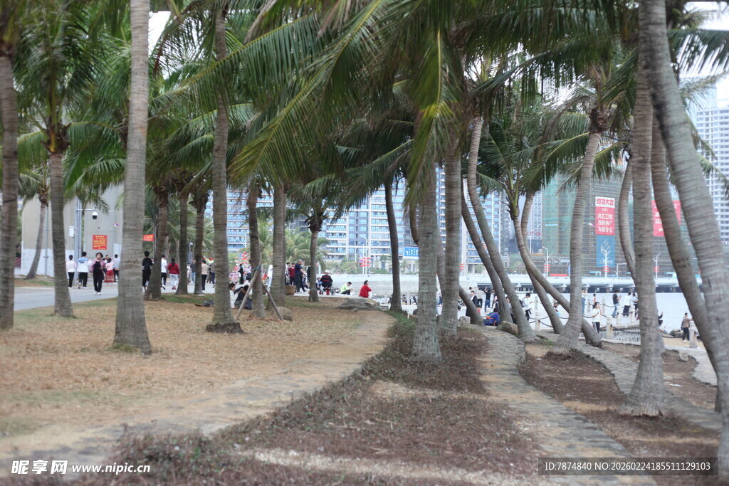 海边椰林漫步场景