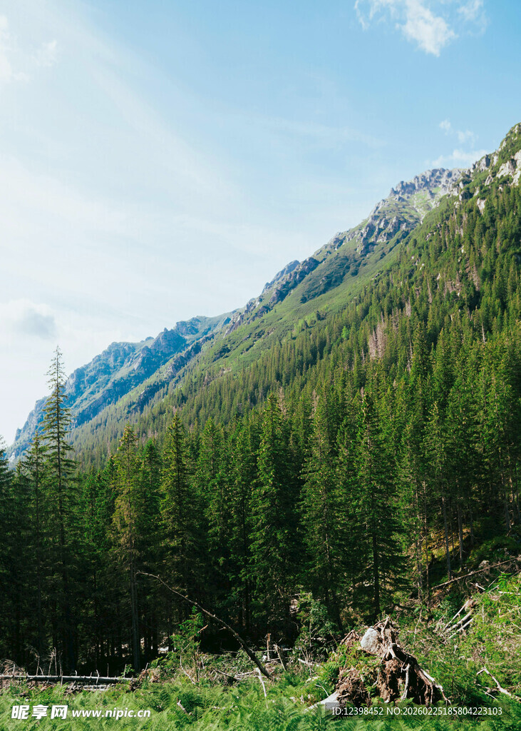 山林葱郁的自然风光