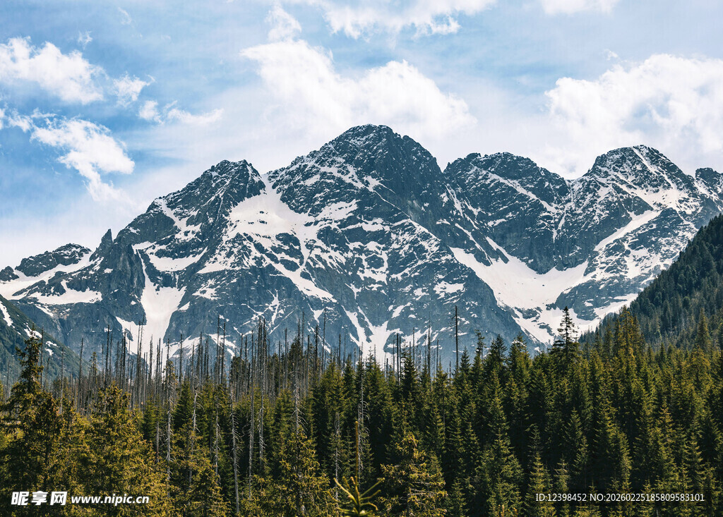 雪山下的茂密森林景观