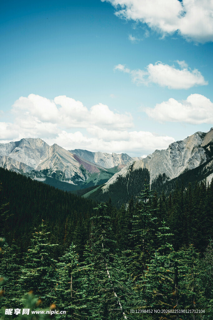 山间松林与远处壮丽山脉