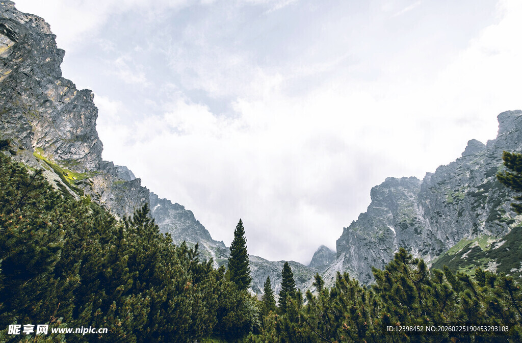 巍峨山峦间的葱郁森林