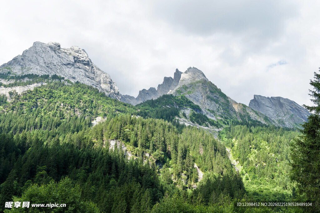 山峦叠翠间的森林美景