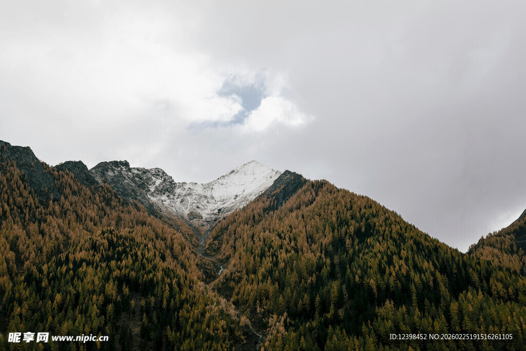 云雾缭绕的山林美景