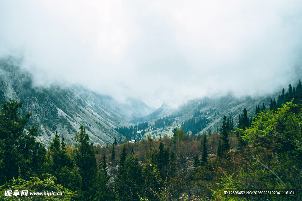 云雾缭绕的山林美景