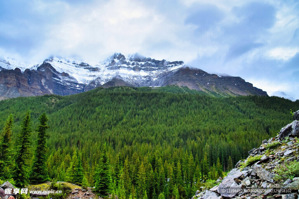 雪山下的茂密森林景观