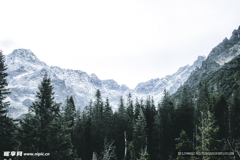 雪山下的茂密森林