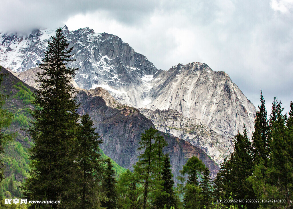 雪山下的茂密森林景观