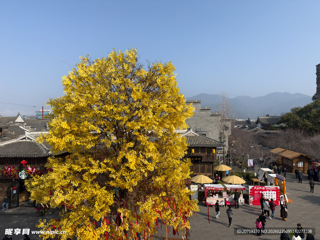 古树下的热闹集市