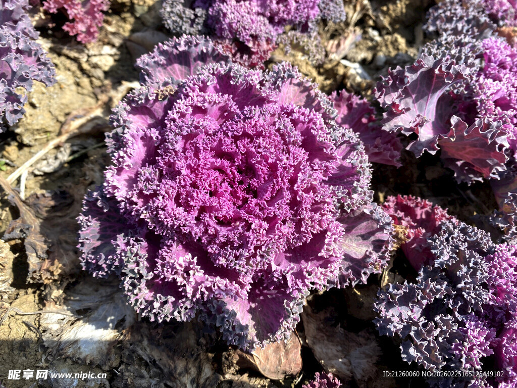 紫色羽衣甘蓝特写