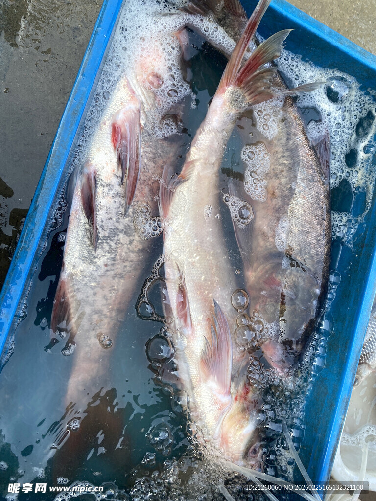 蓝色容器中的新鲜鱼类