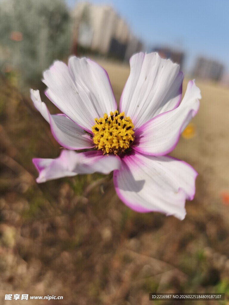 格桑花