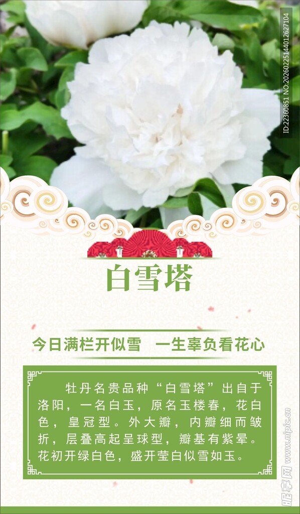牡丹海报