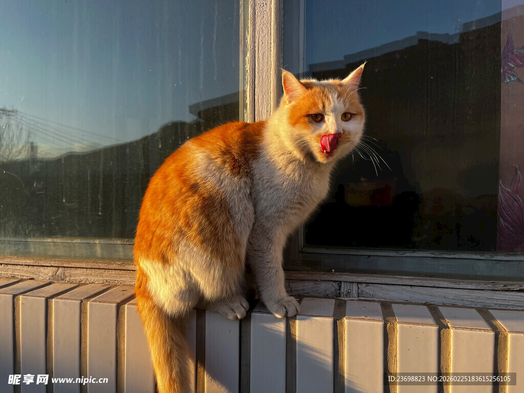 窗边橘白猫咪张嘴卖萌
