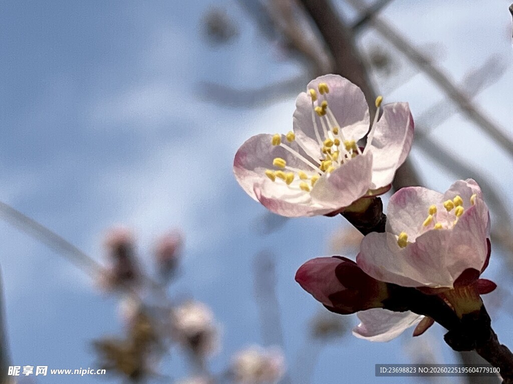枝头绽放的粉嫩杏花