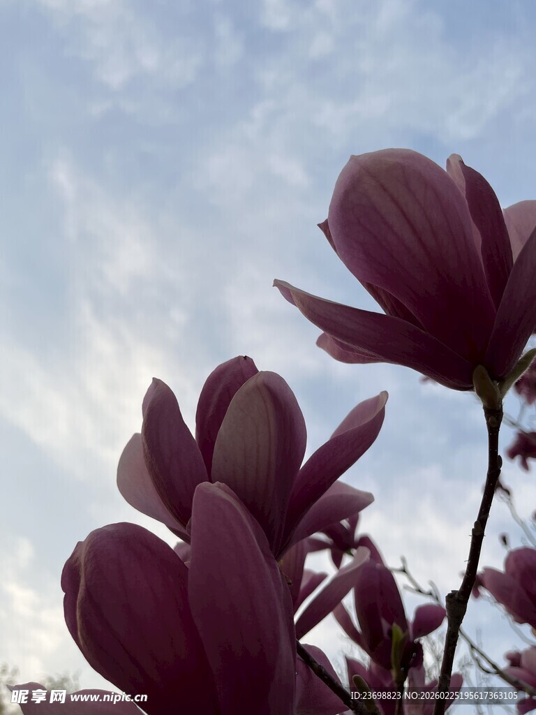 紫玉兰绽放于蓝天之下