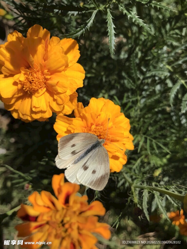 蝴蝶停驻在艳丽万寿菊上