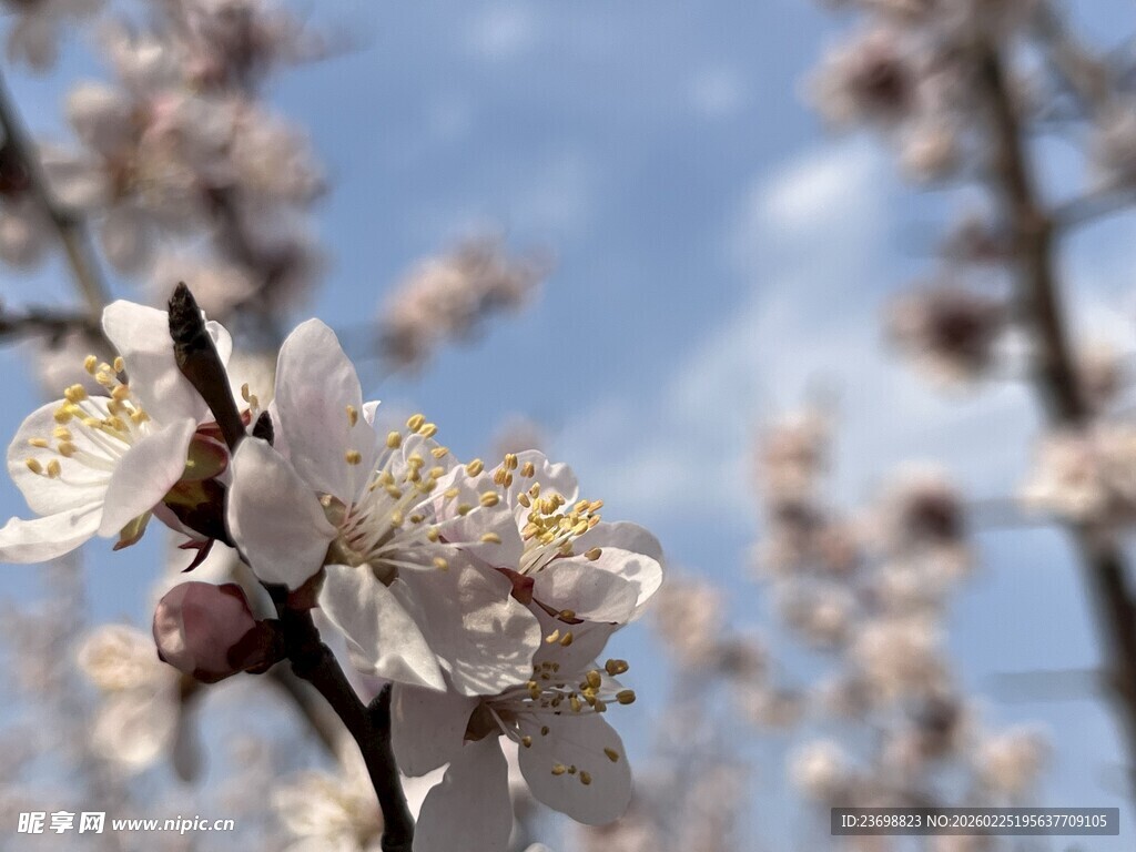 枝头绽放的美丽杏花