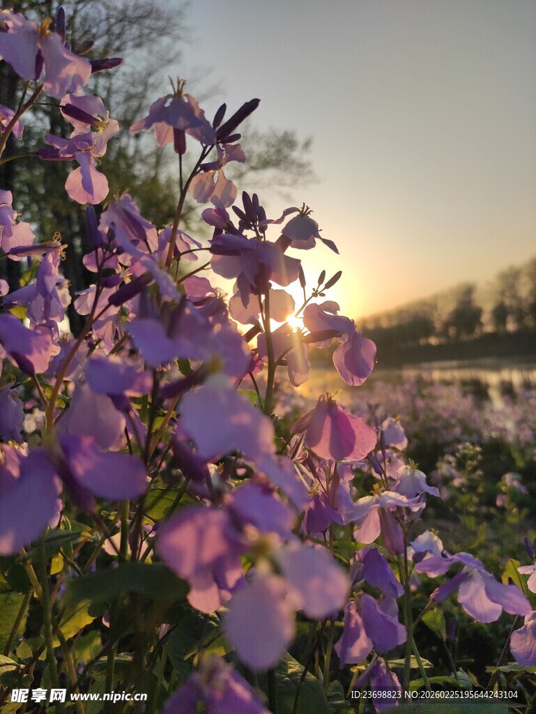 夕阳下绽放的紫色美丽花朵