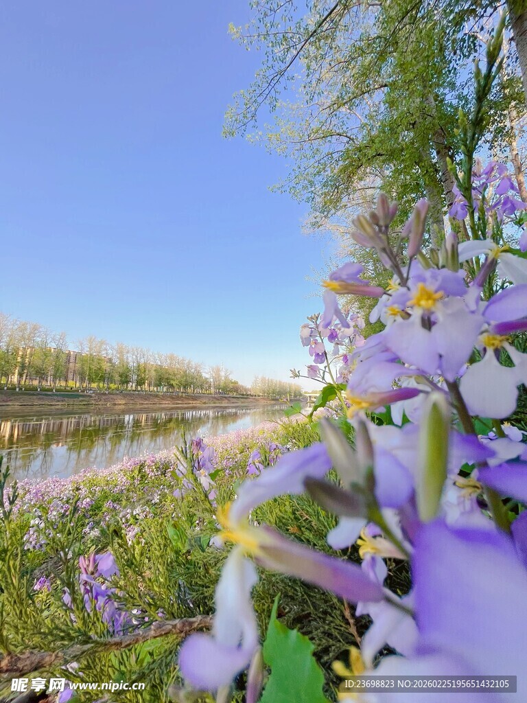 河畔繁花绽放美景