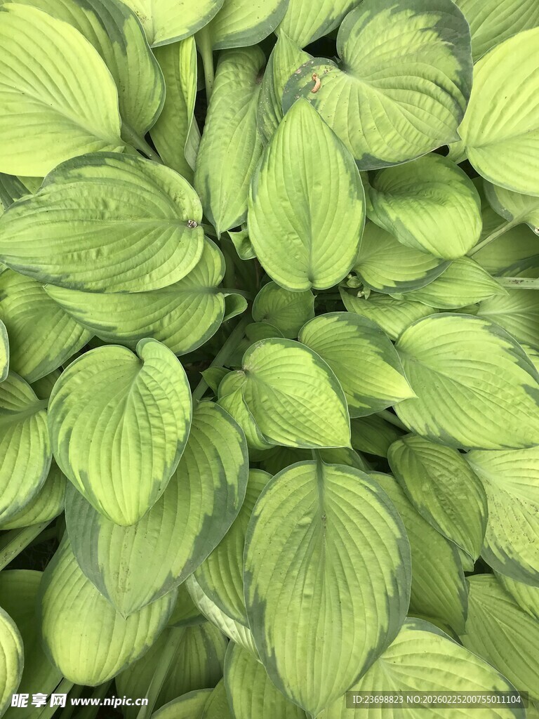 翠绿玉簪叶特写