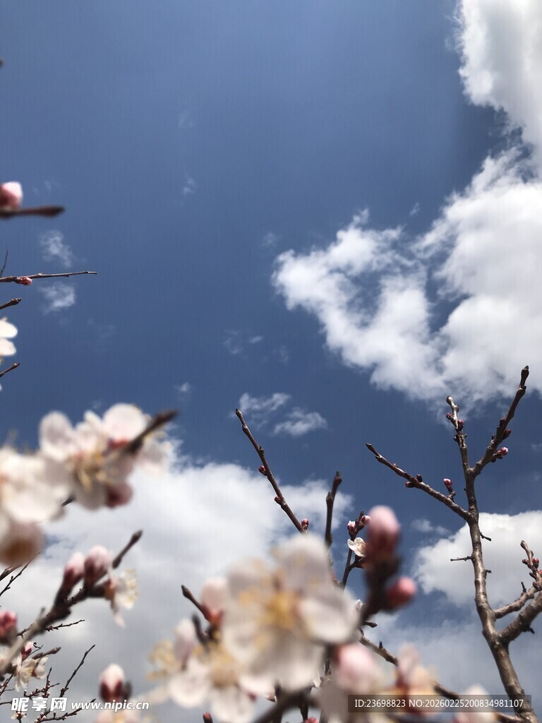 蓝天繁花春日美好景致