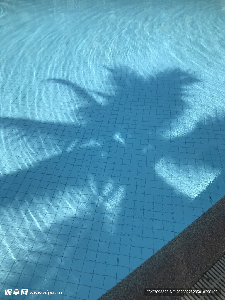 泳池中棕榈树的光影倒影