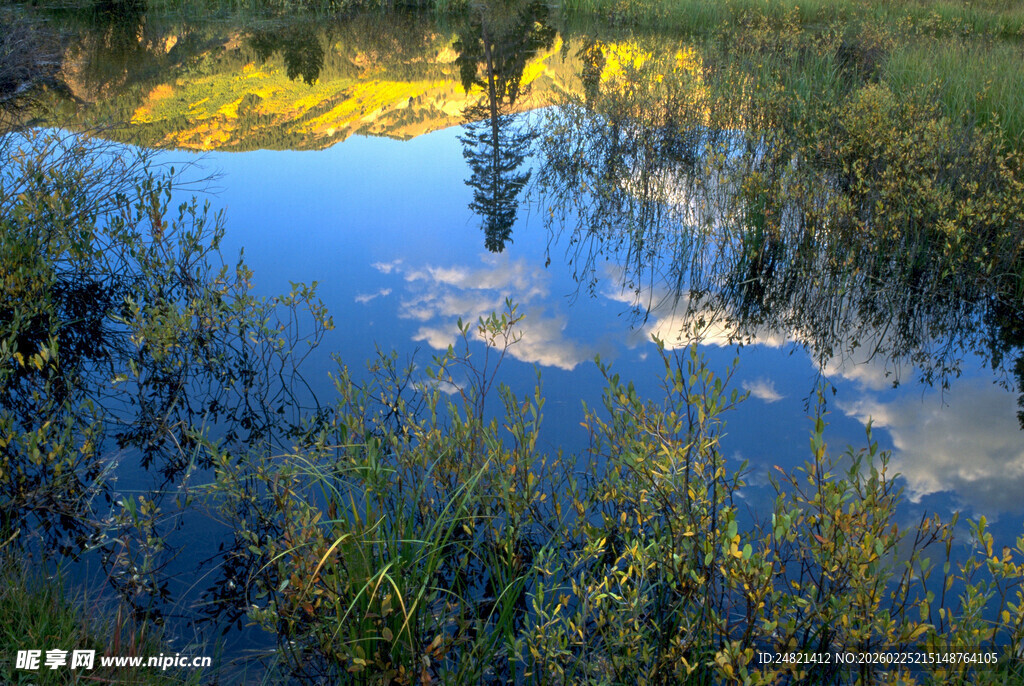 宁静池塘边的自然景致