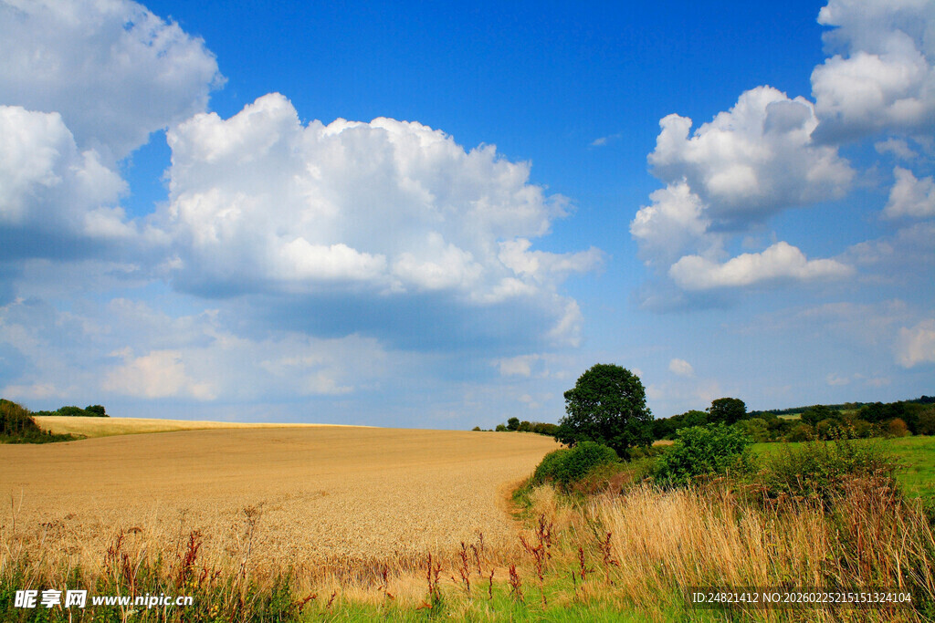 金黄田野与蓝天白云美景