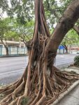 大榕树