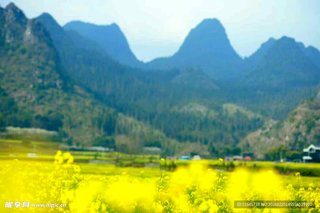 山间油菜花海美景