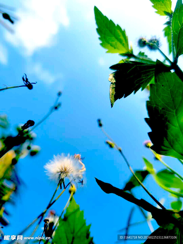 蓝天绿叶间的蒲公英