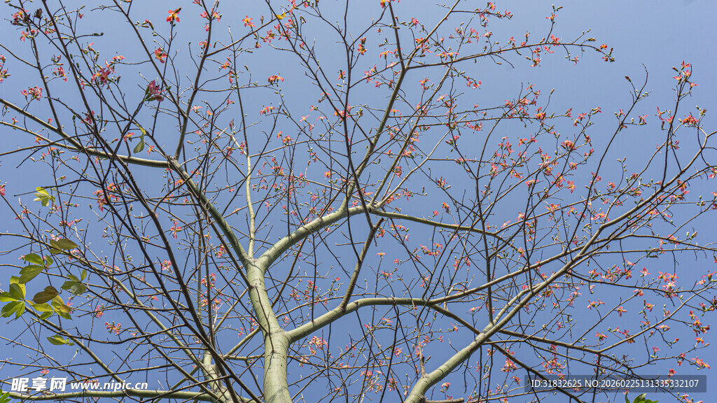 蓝天映衬下的樱花树