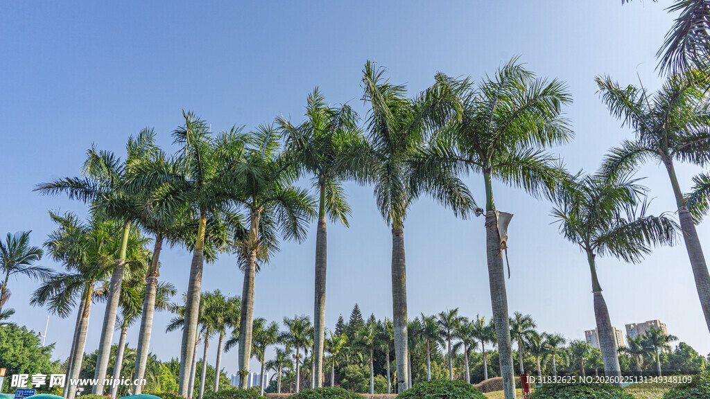 热带棕榈树景观