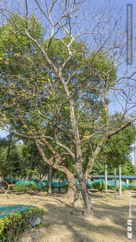 公园中的葱郁树木