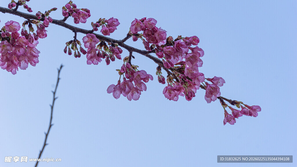 枝头绽放的粉嫩樱花