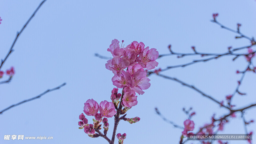 枝头绽放的娇艳粉色樱花