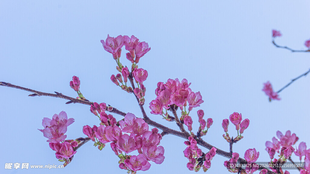 樱花 枝头粉嫩繁花绽放