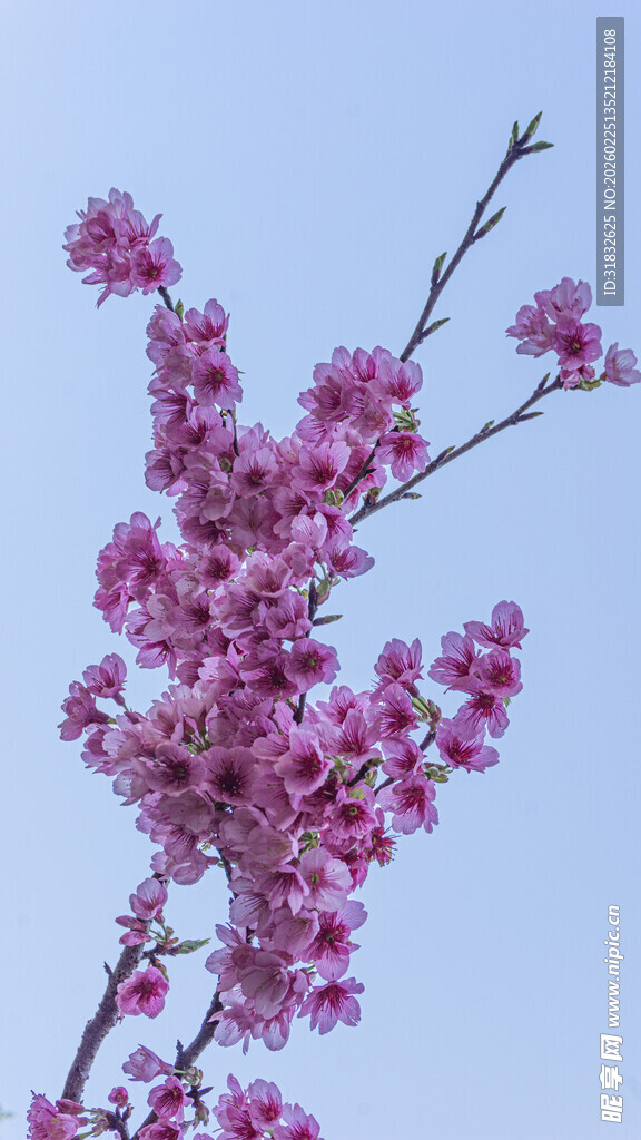 樱花 枝头绽放的绚烂粉色花朵