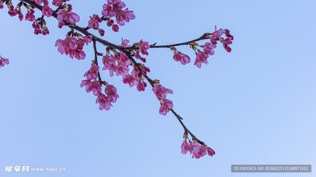 蓝天映衬下的粉嫩樱花