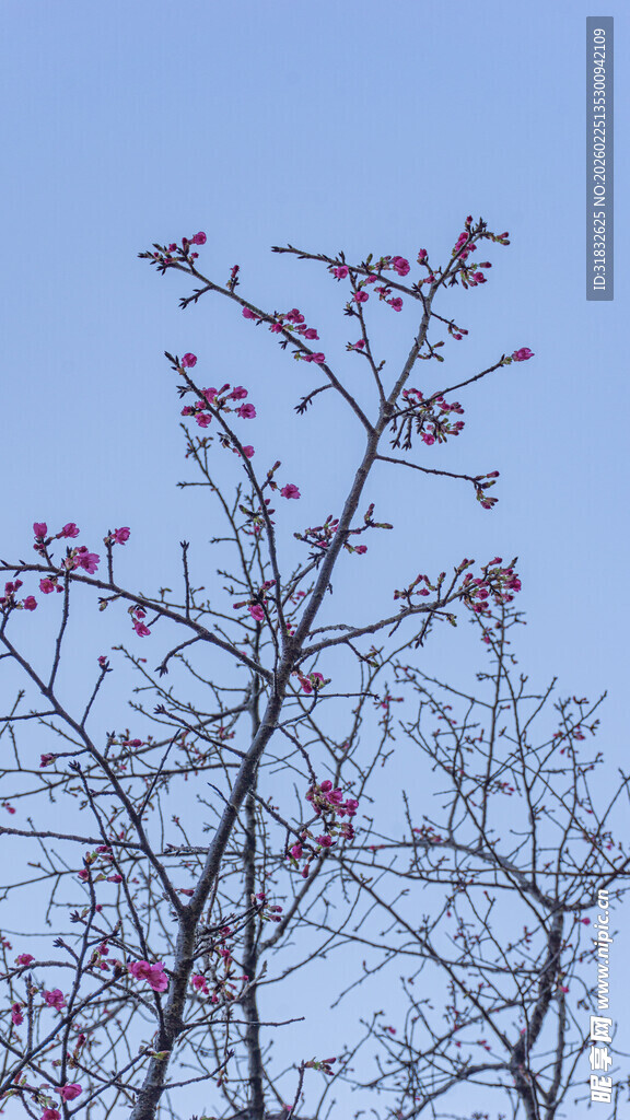 枝头绽粉花 春意初显