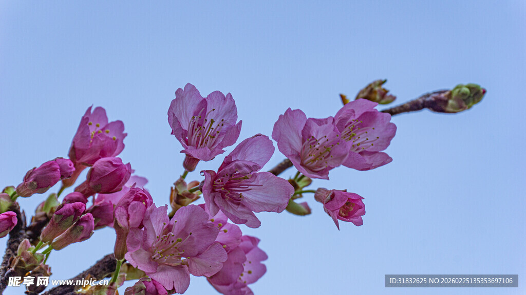 枝头绽放的娇艳樱花