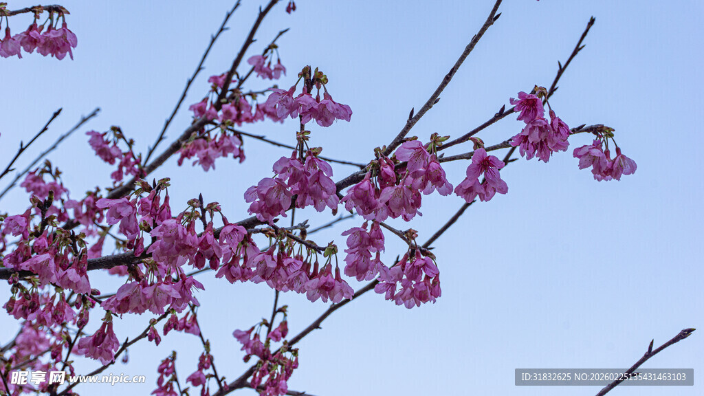 樱花枝头绽放的绚烂粉花