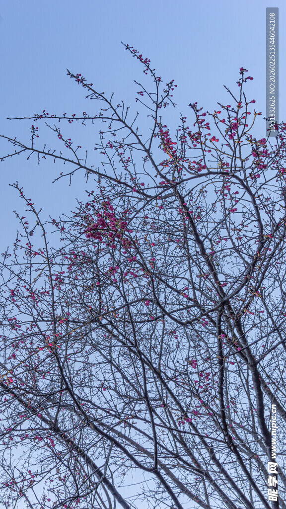 樱花枝头绽红的树木景观