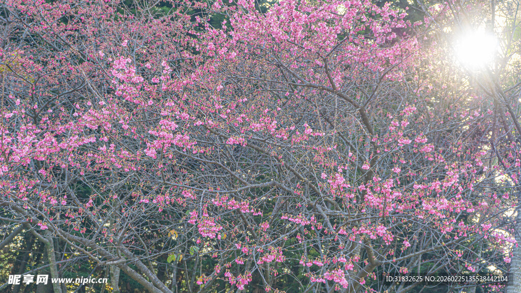冬日樱花绽放的绚烂枝头