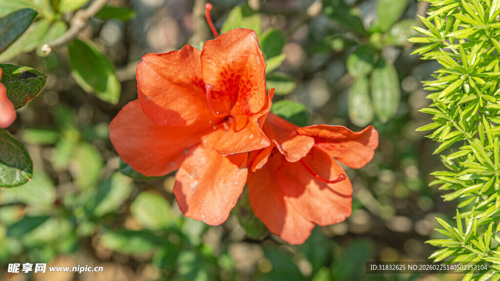 娇艳橙红色花朵绽放