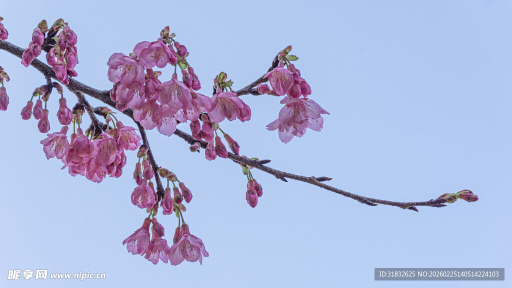 枝头绽放的粉嫩樱花