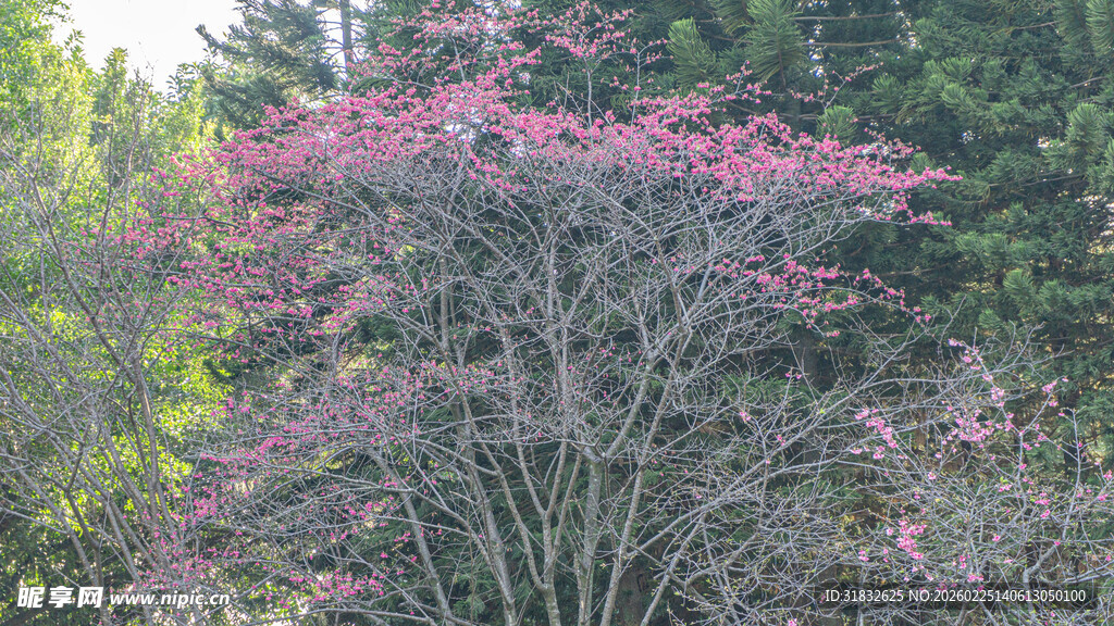 樱花 粉花树木于绿意间绽放