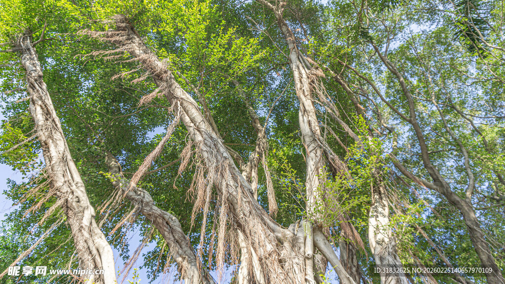 茂密榕树根干与繁茂枝叶